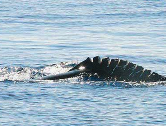 Humpback whale with injuries from a vessel collision