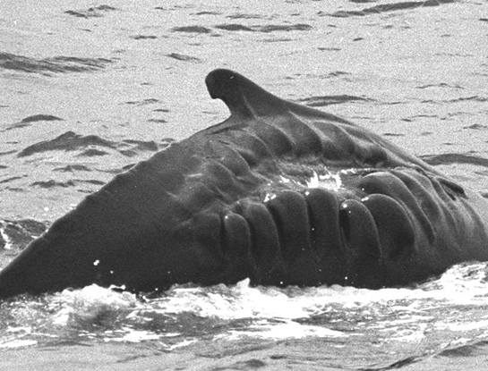 Whale with healed injury from vessel collision