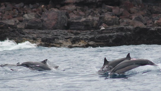 Hawaiian Spinner dolphins
