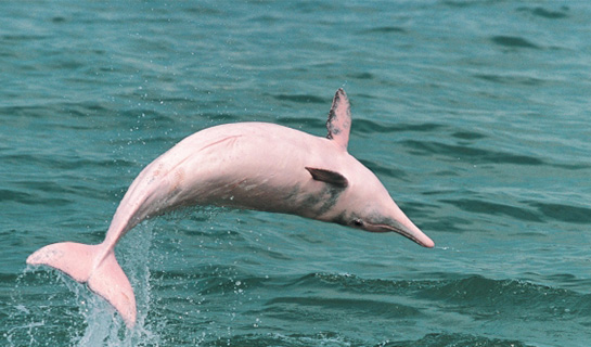Chinese White dolphin
