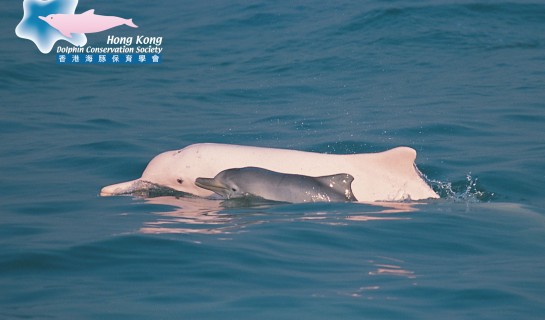 Chinese White Dolphin- Mother and calf