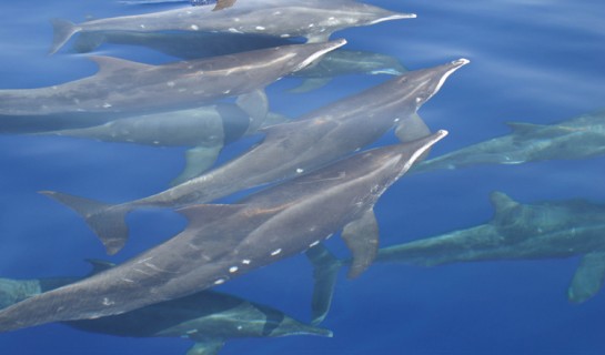 Rough toothed dolphins (photo credit Robin Baird)