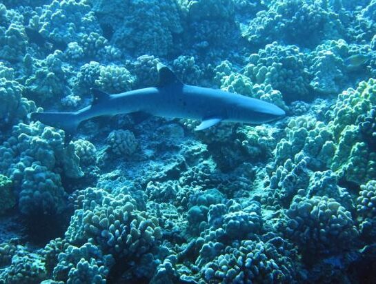 White Tip Reef shark