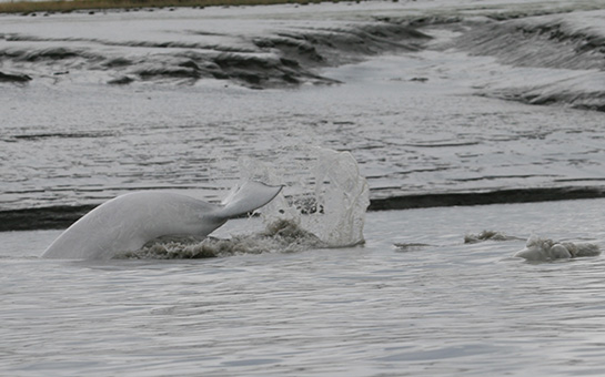 Beluga tail