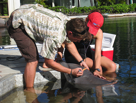 Measuring dolphin