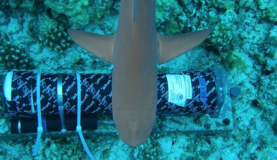 Shark swimming over EAR- Kure atoll