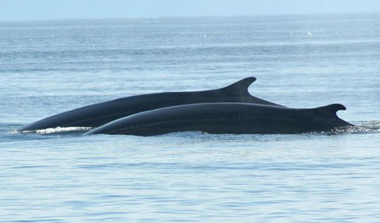 Minke whales- Husavik, Iceland