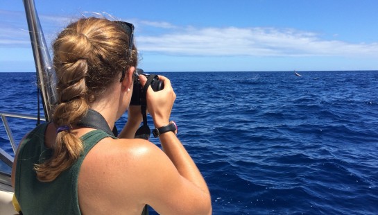Photo documentation of Hawaiian Spinner dolphin