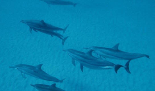 Hawaiian Spinner dolphins