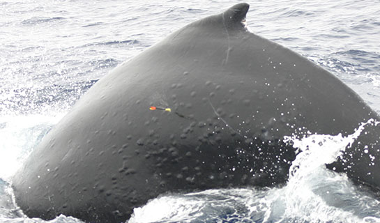 Biopsy sample being taken from humpback whale (permitted activity)