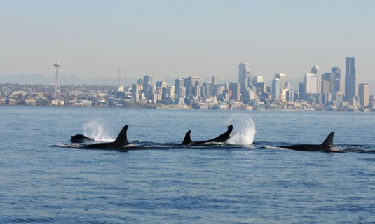 Orcas- Seattle