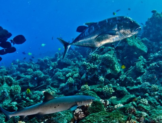 White tip reef shark and trevally